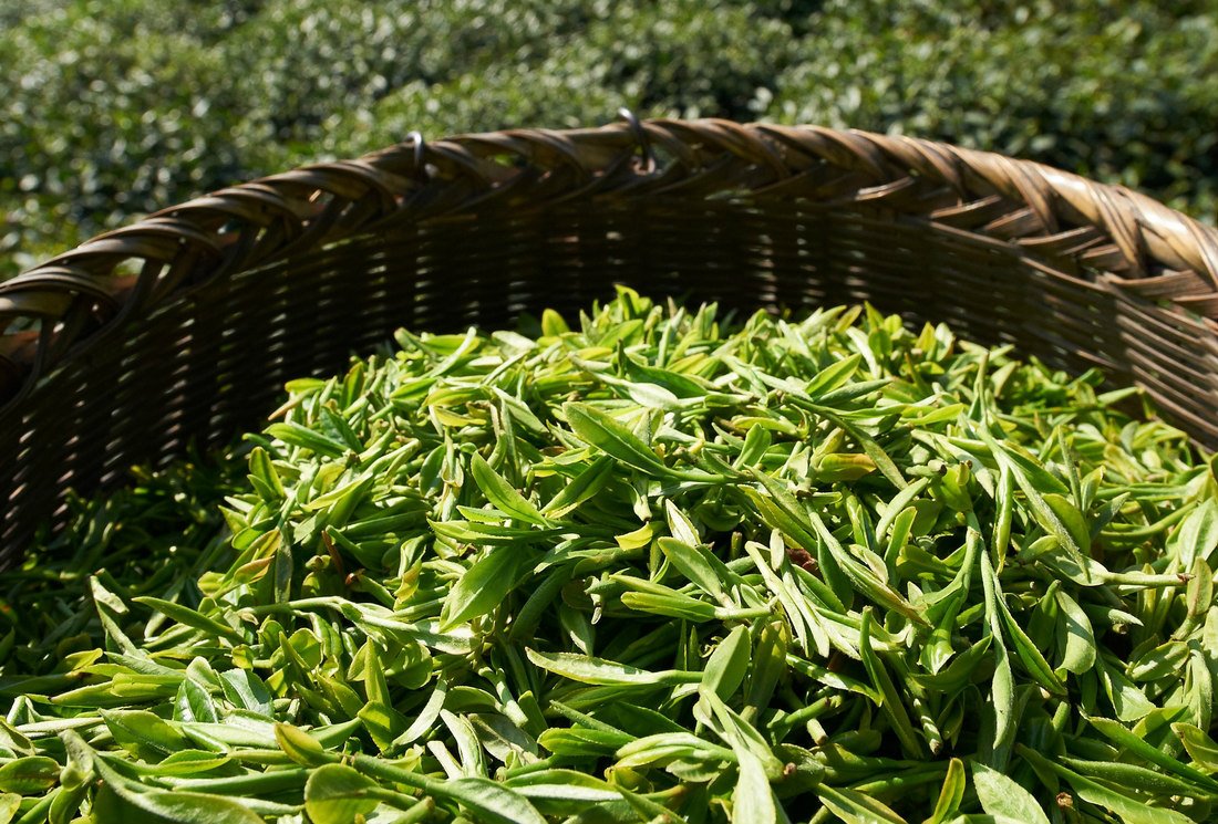 Pourquoi consommer du thé bio est important pour soi et pour la planète ?