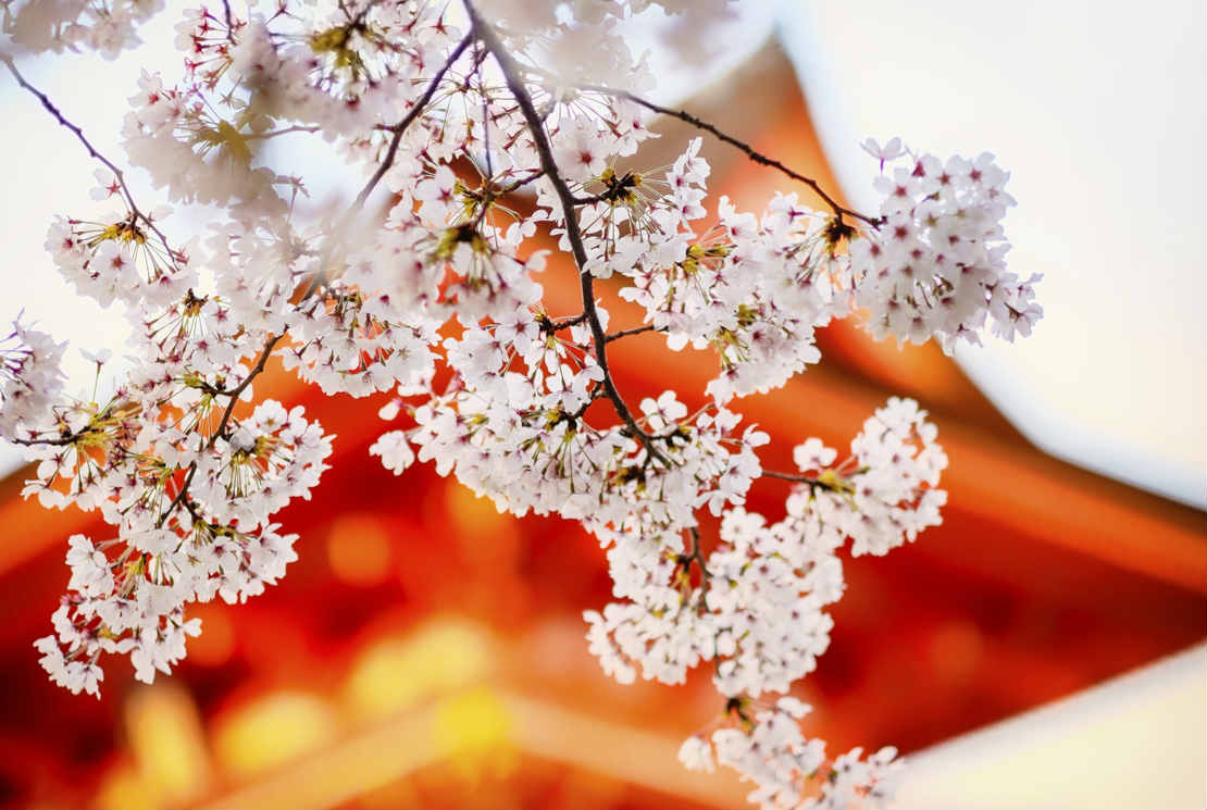 La symbolique des fleurs de cerisiers au Japon