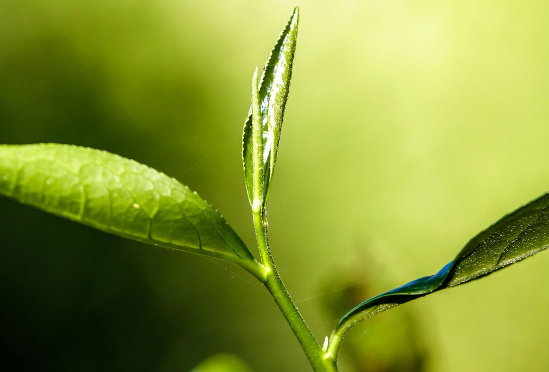Thé vert - feuilles - BIO - antioxydant