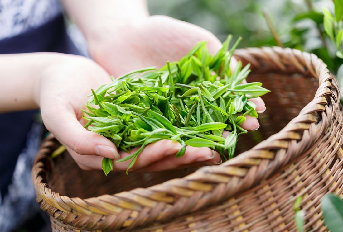 Qu'est-ce que le thé bio ? Comment le cultive-t-on ? Quelles garanties ?