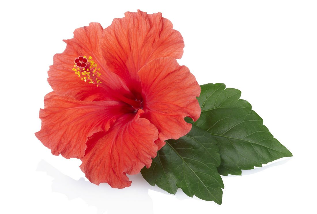 https://www.thesdelapagode.com/guide-du-the/wp-content/uploads/2018/07/infusion-hibiscus-bienfaits.jpg